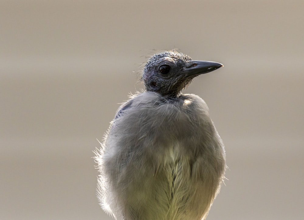 Ein Vogel mit schwarzem Schnabel