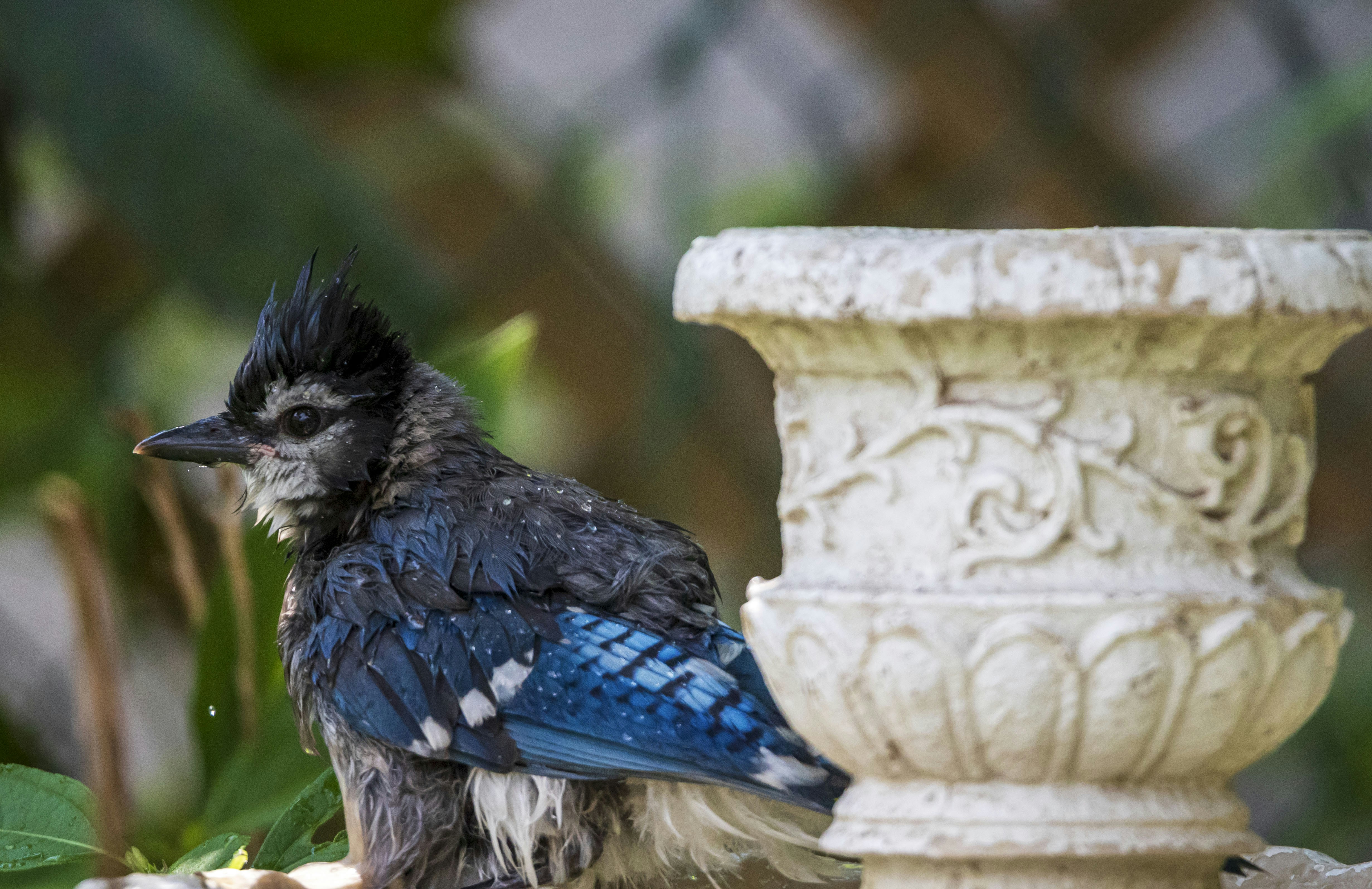 a bird sitting on a ledge