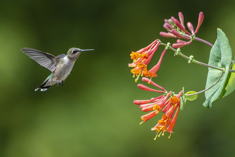 a hummingbird flying over a flower