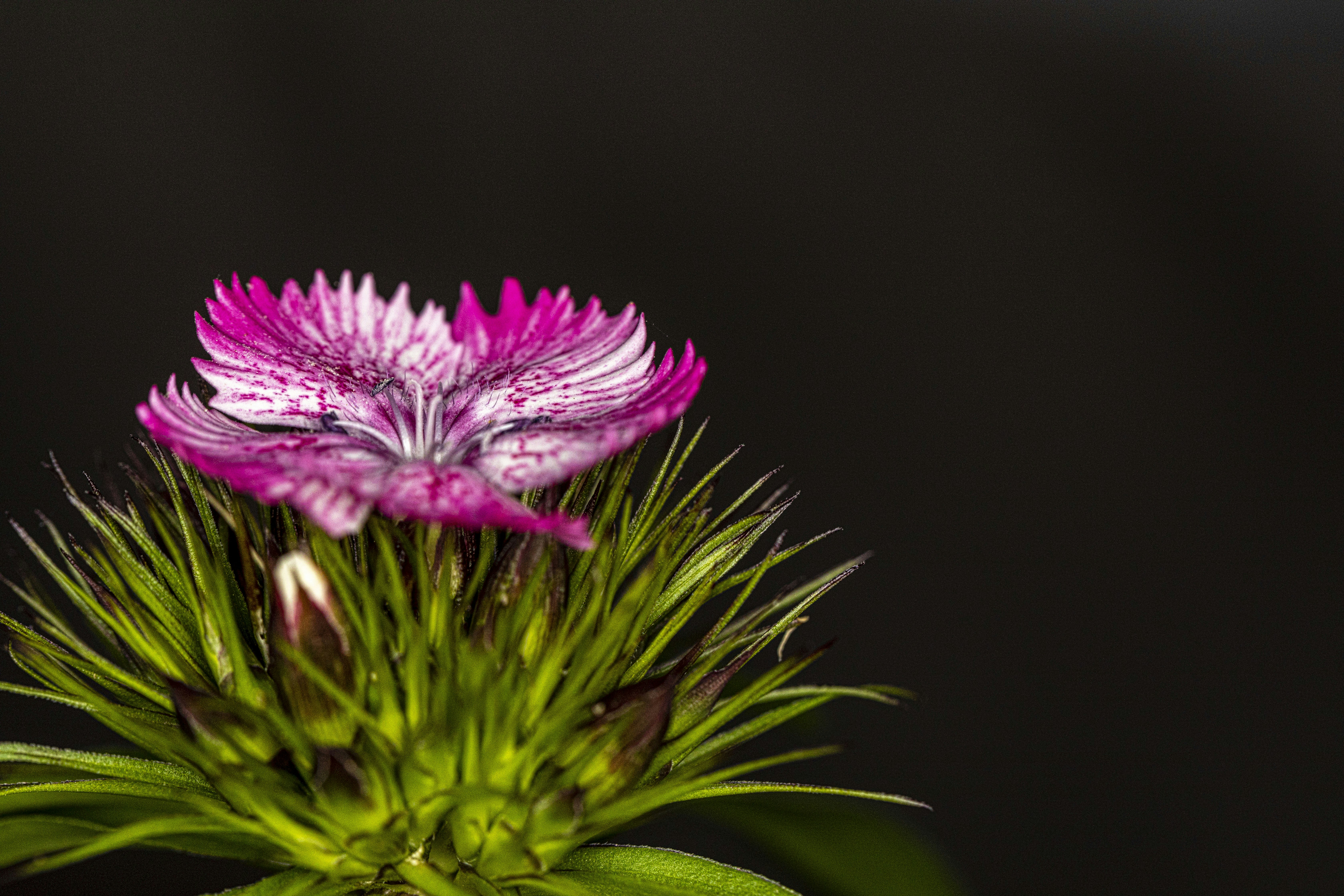 Photo by camerauthor