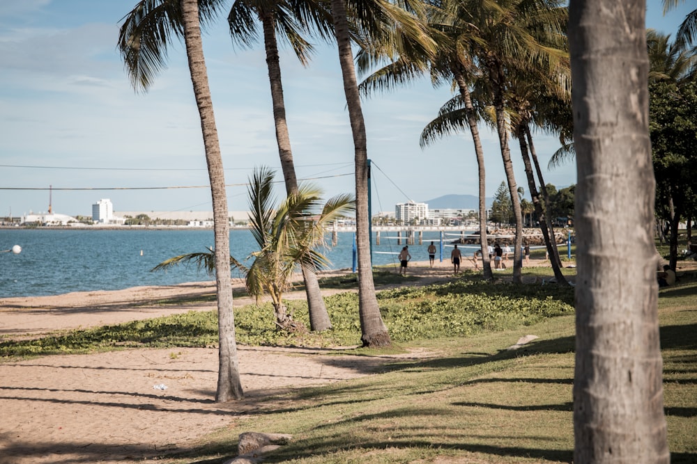 a beach with palm trees and water