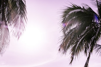 Sunlight streaming through palm fronds on a breezy Florida afternoon by the water.