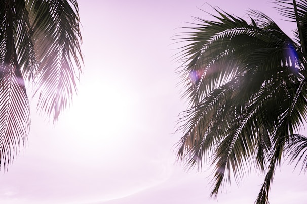 Sunlight streaming through palm fronds on a breezy Florida afternoon by the water.