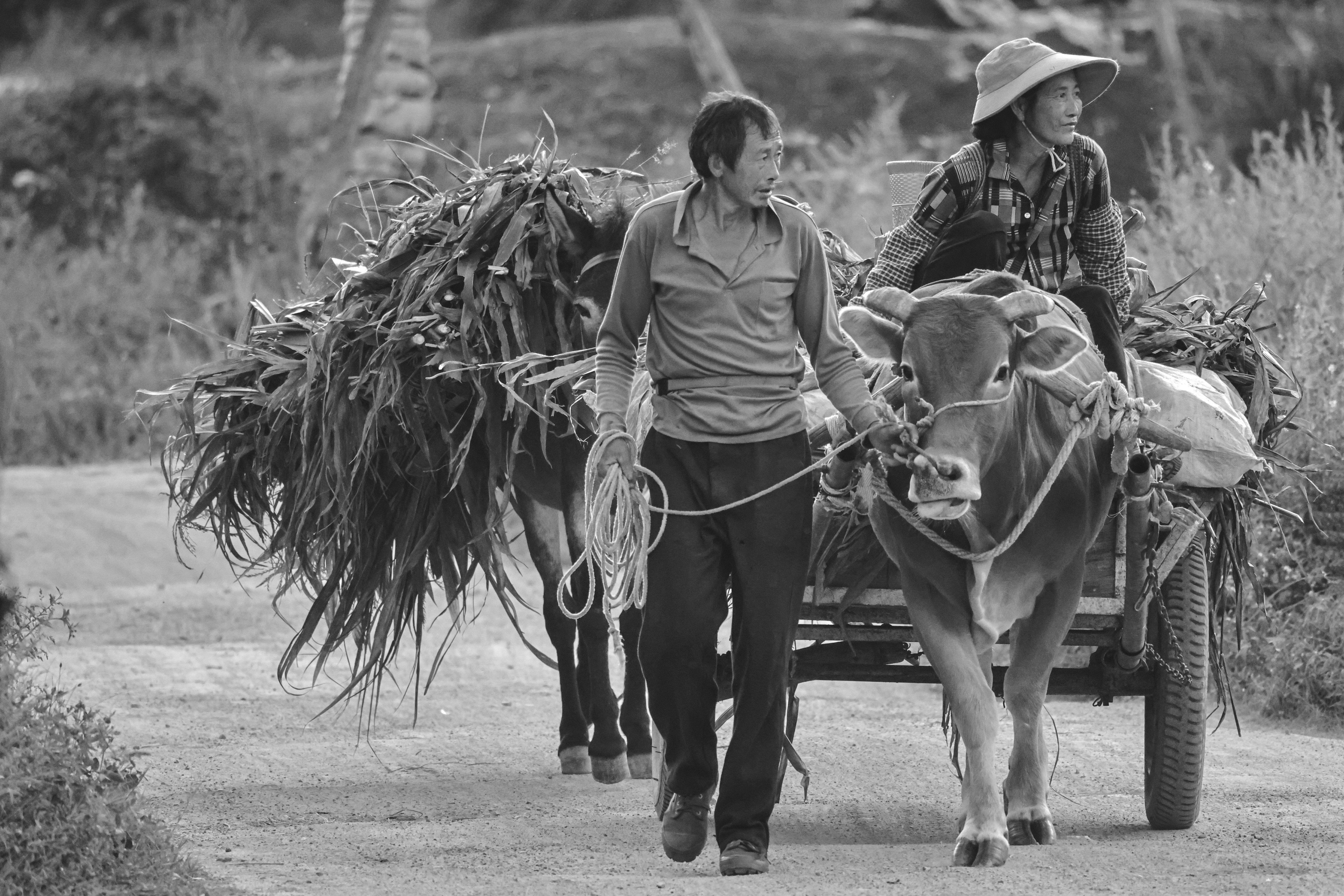 A portrait of a farmer in a field.