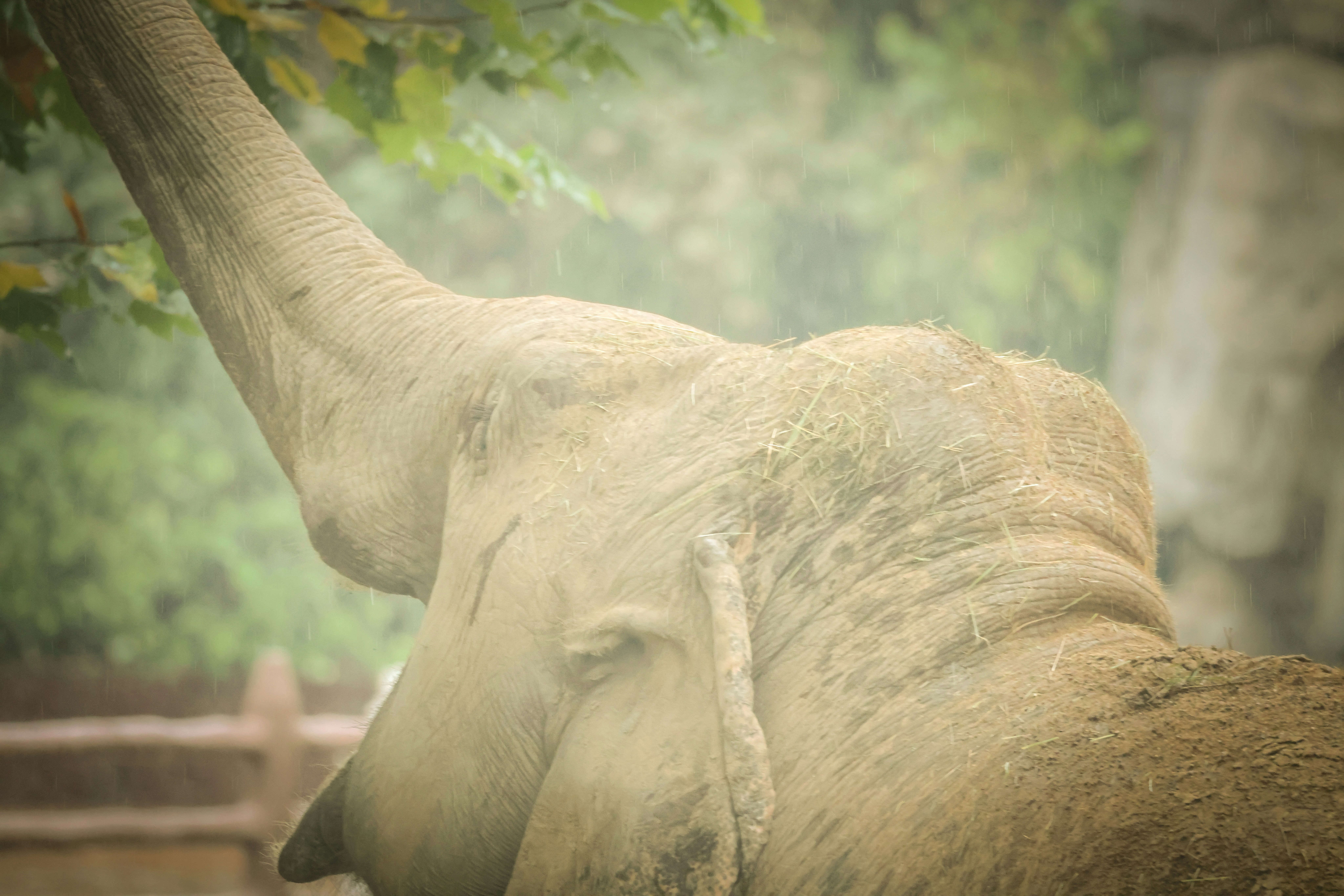 an elephant with its trunk up