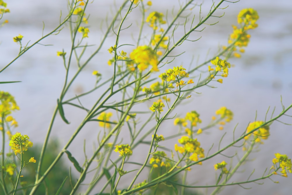 a close-up of some flowers