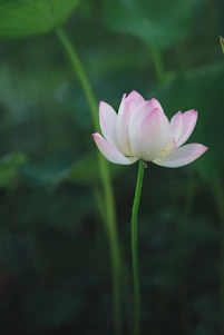 a pink flower with green leaves