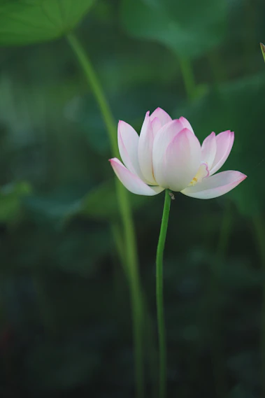 a pink flower with green leaves
