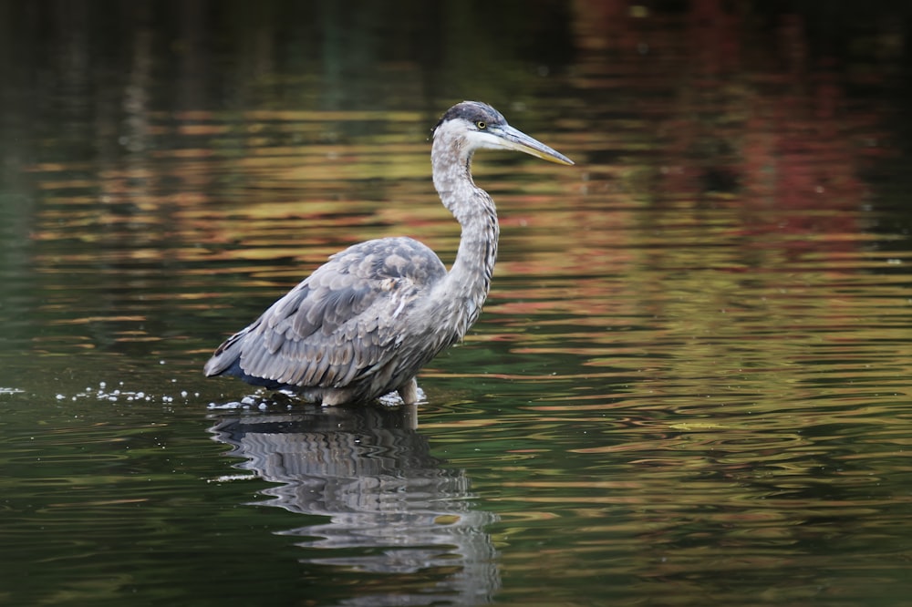 a bird standing in water