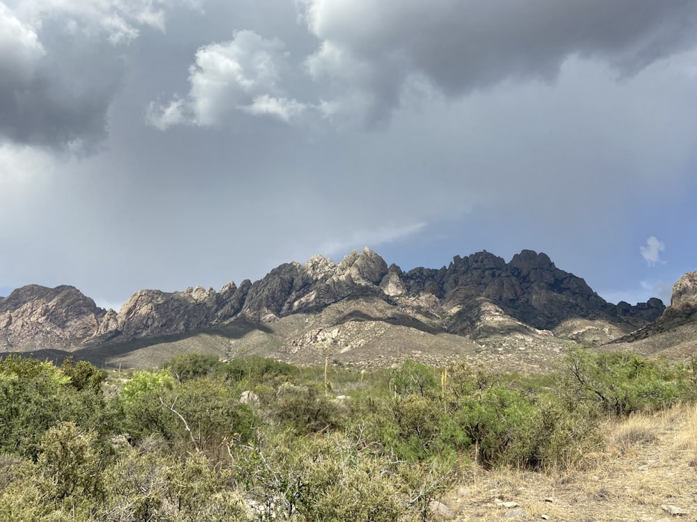 a landscape with bushes and mountains in the background