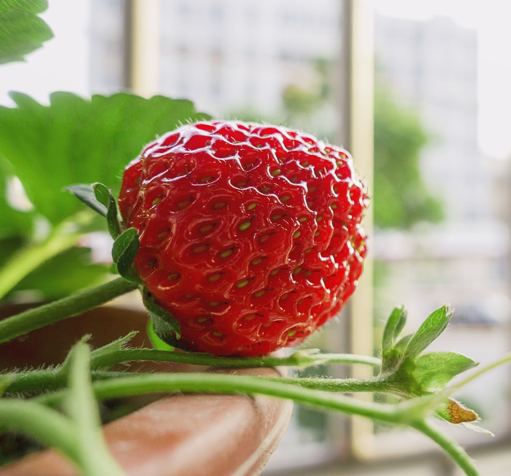 a close up of a strawberry