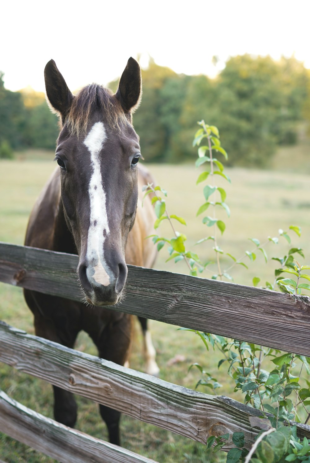 a horse behind a fence