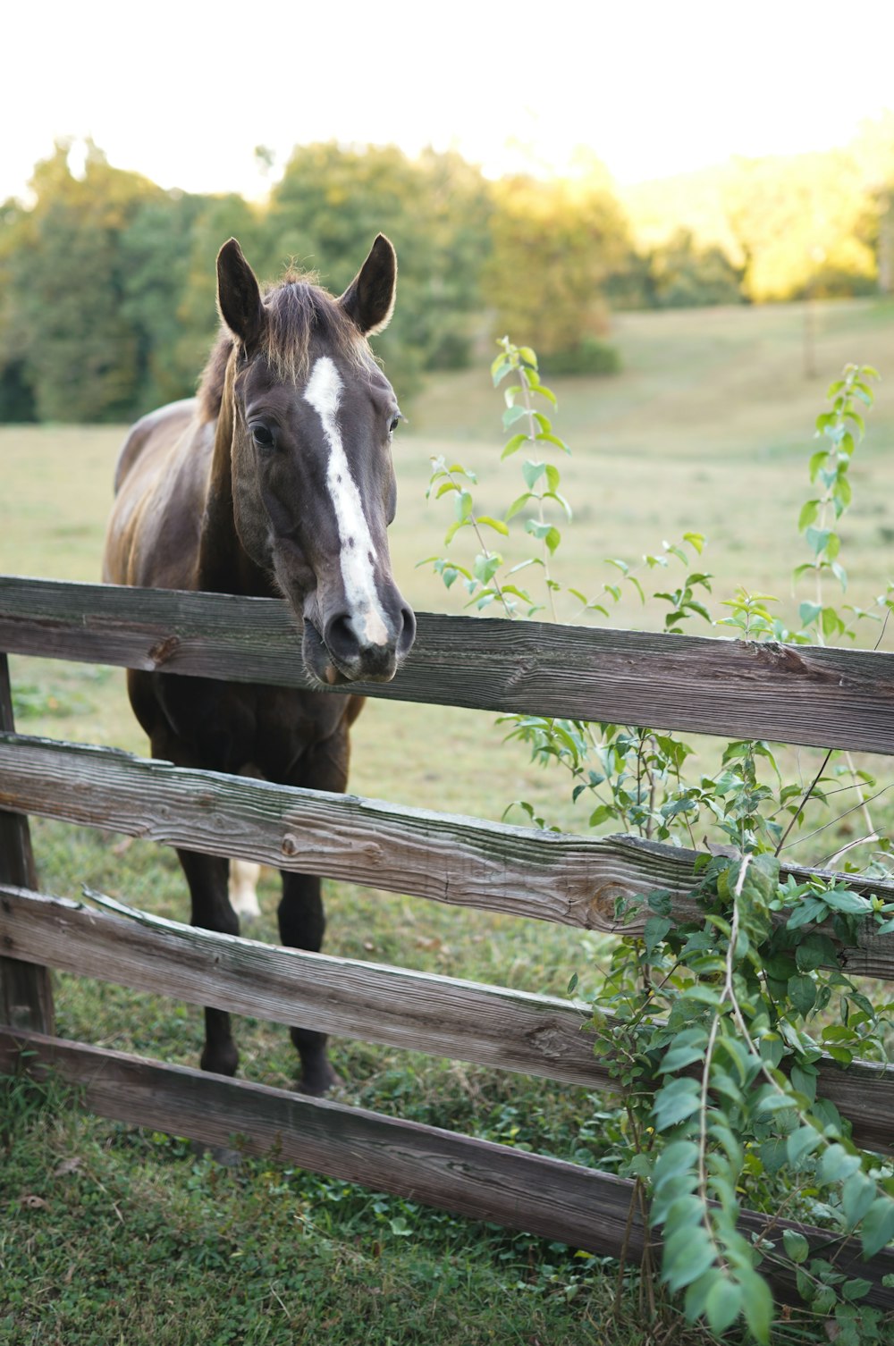 a horse behind a fence