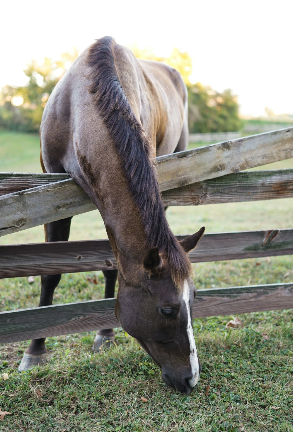 um cavalo comendo grama