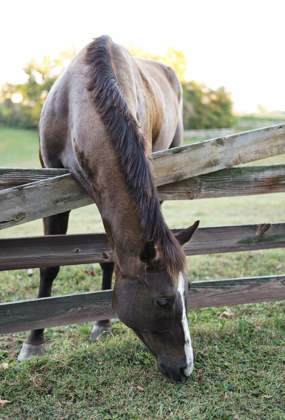 a horse eating grass