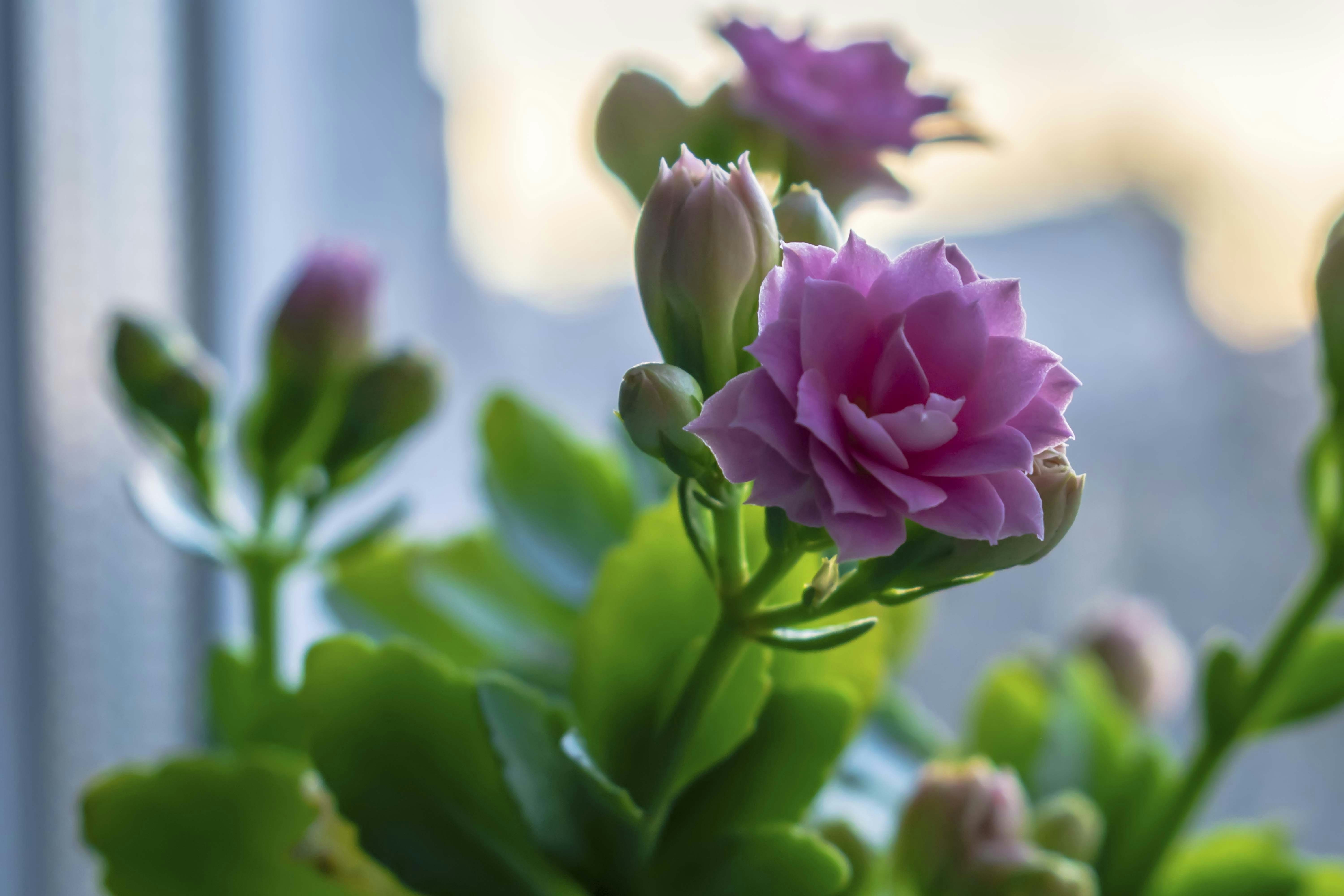 Photo by kostiantynvierkieiev