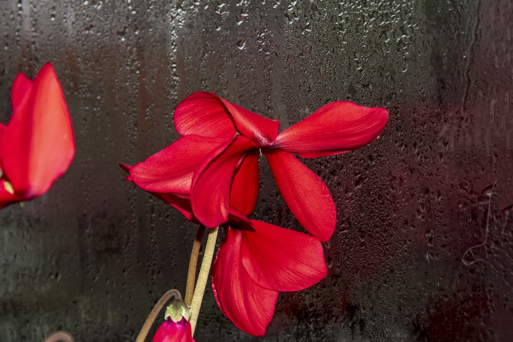 a group of red flowers