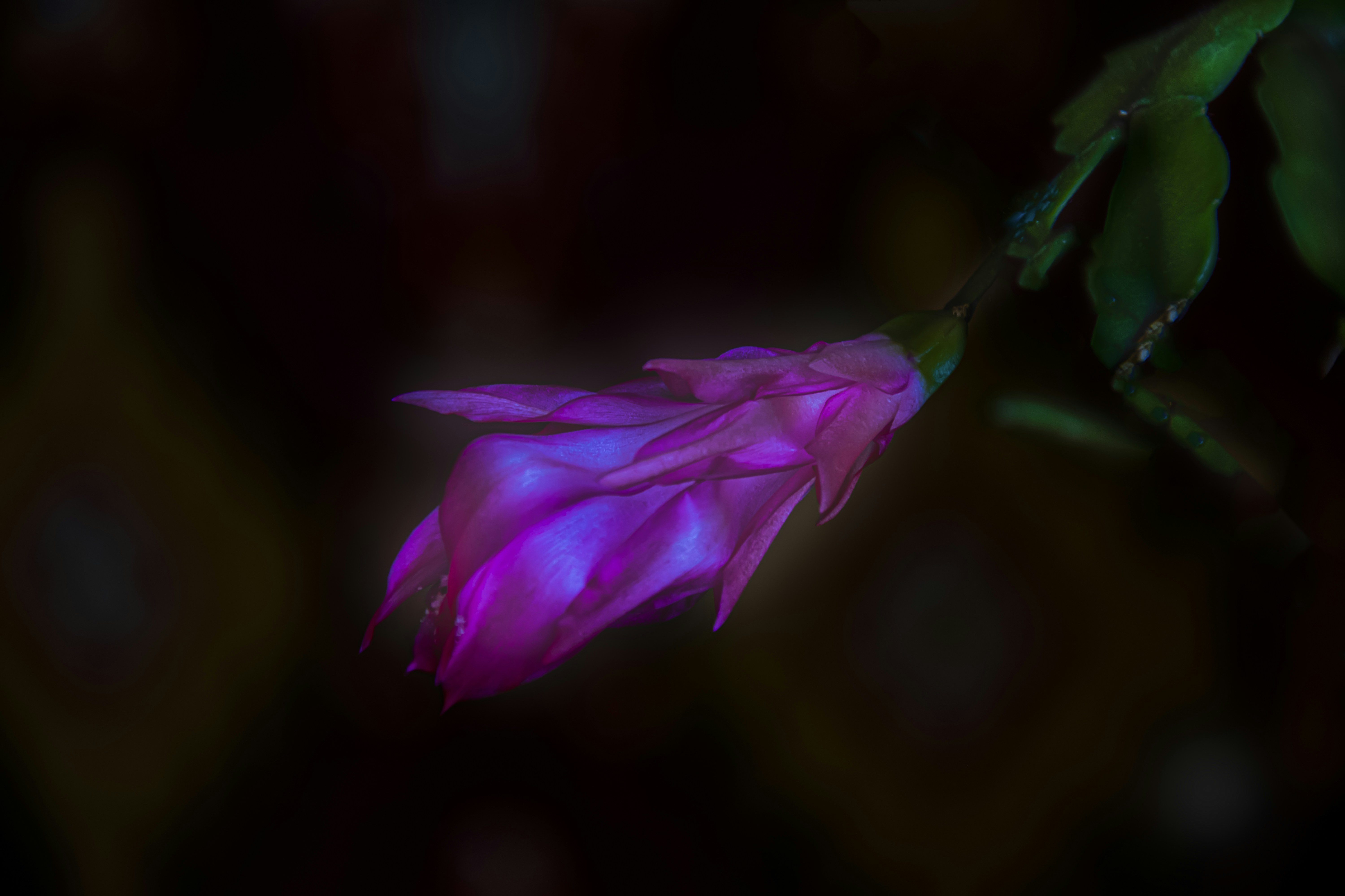 Photo by kostiantynvierkieiev