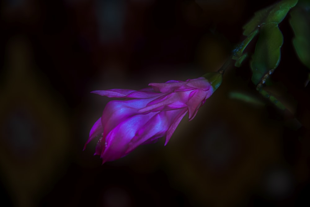 un fiore viola con foglie verdi