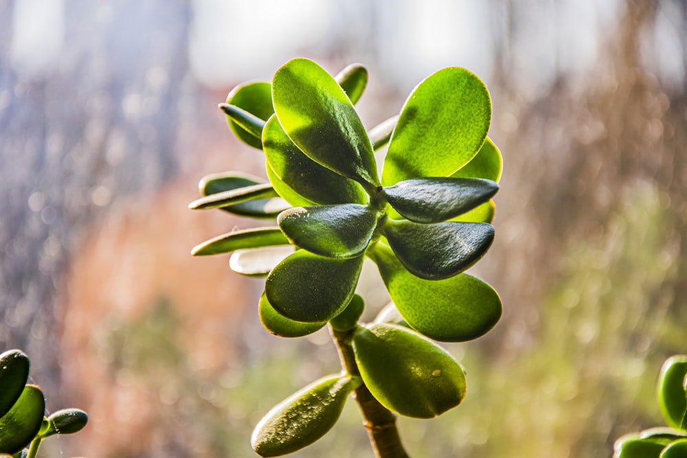 a close up of a plant