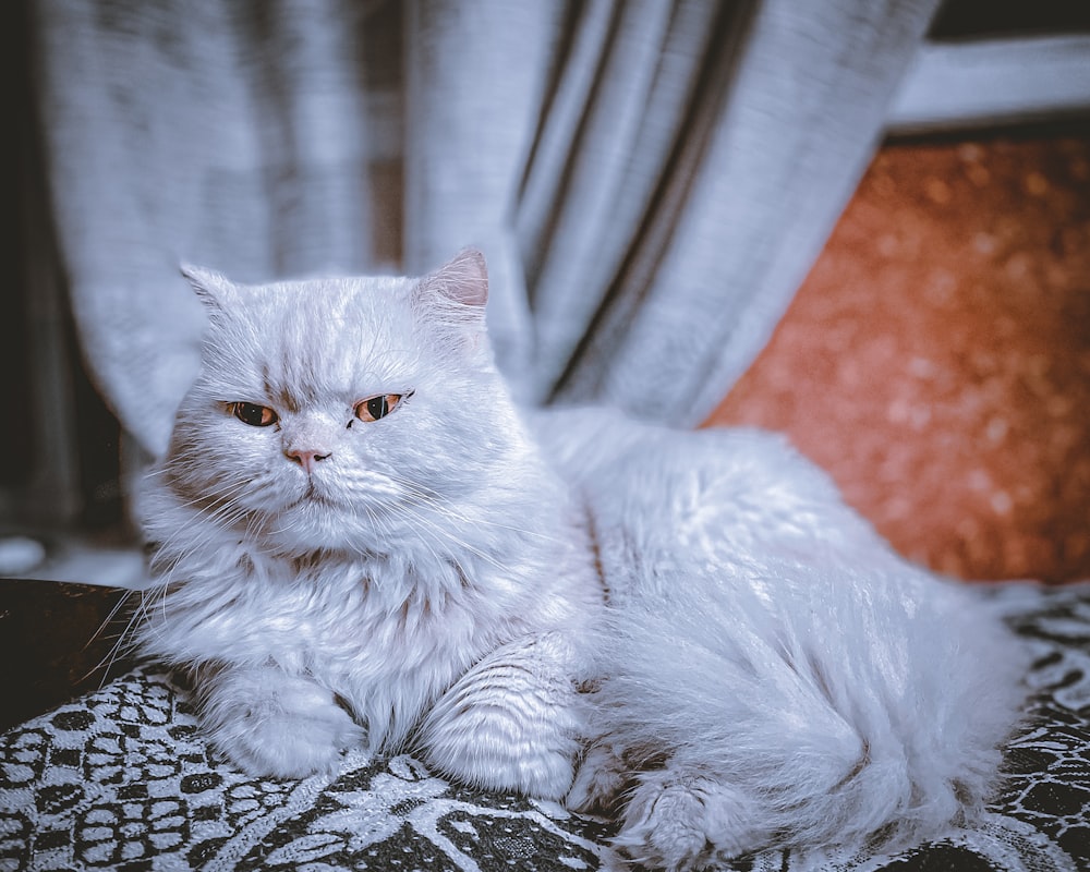 a cat lying on a blanket