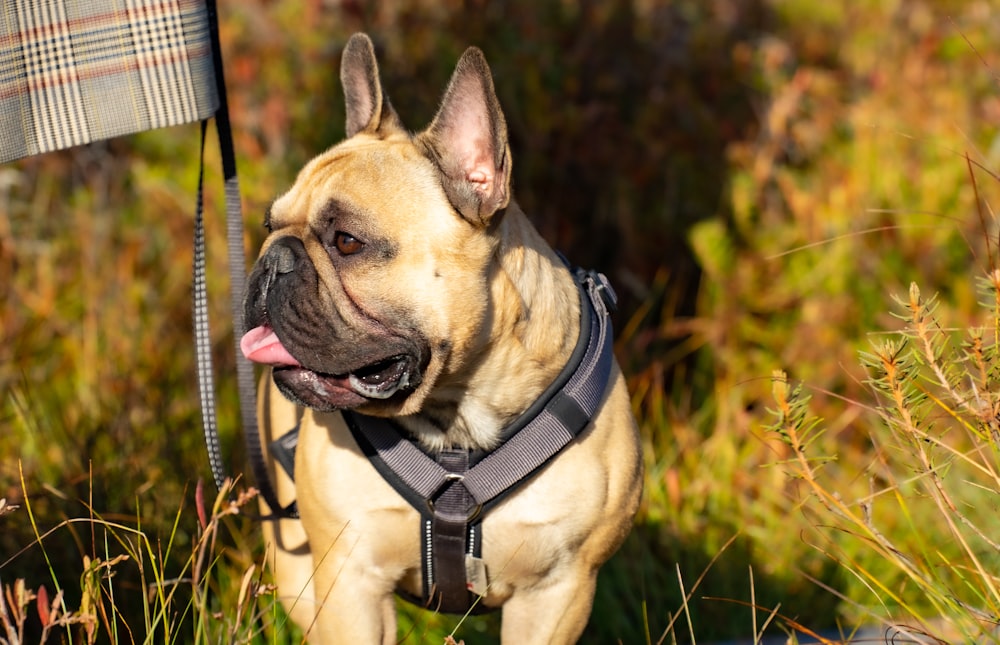Un cane con una pettorina foto – Bulldog francese Immagine gratuita su  Unsplash