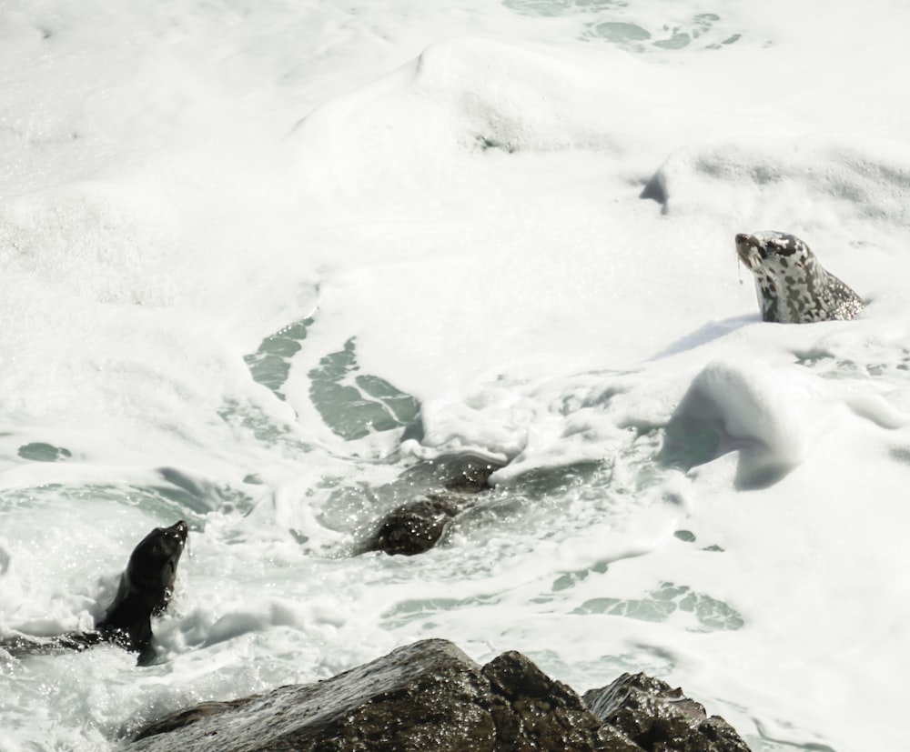 a group of seals on a rocky beach