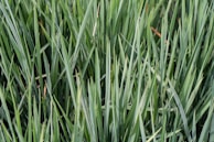 Close-up of healthy grass blades after overseeding and dethatching treatments.