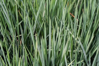 Close-up of healthy grass blades after overseeding and dethatching treatments.