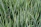 Close-up of healthy grass blades with visible aeration holes in a garden near Plovdiv.