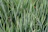 Close-up of healthy grass blades with visible aeration holes in a garden near Plovdiv.