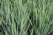 Long, green blades of grass densely clustered together, displaying a rich and vibrant green color with slight variations across the blades. The image captures the sharpness and texture of each blade, highlighting their slightly pointed tips and parallel alignment.