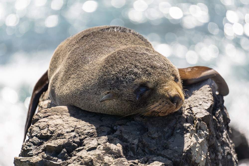 a seal lying on a rock