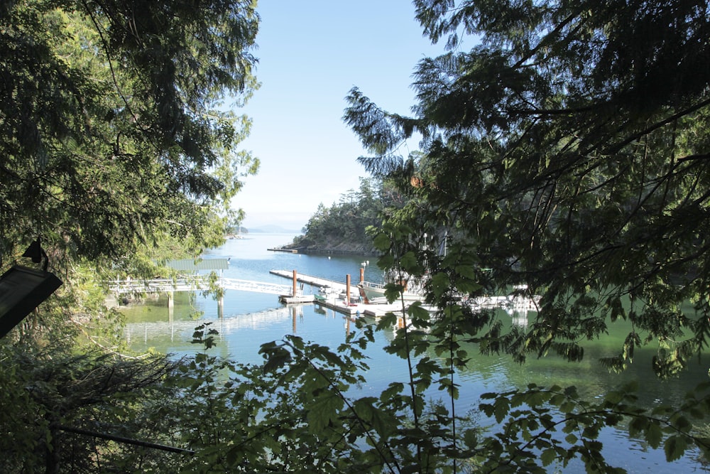 a body of water with trees around it