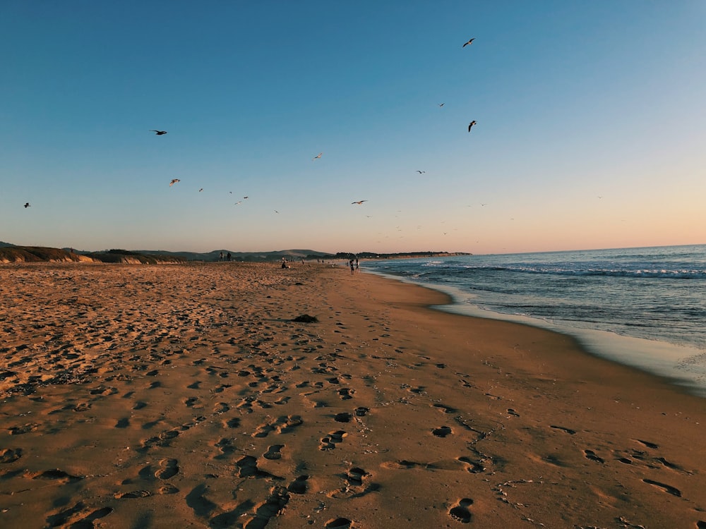a beach with birds flying