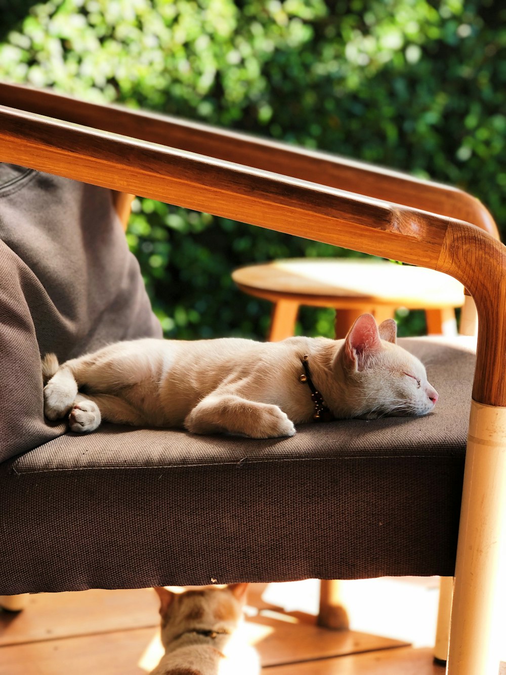 a cat lying on a chair