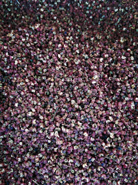 Black peppercorns spilling from a wooden scoop onto fabric.