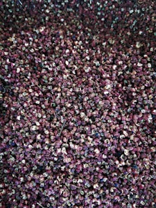 Black Pepper