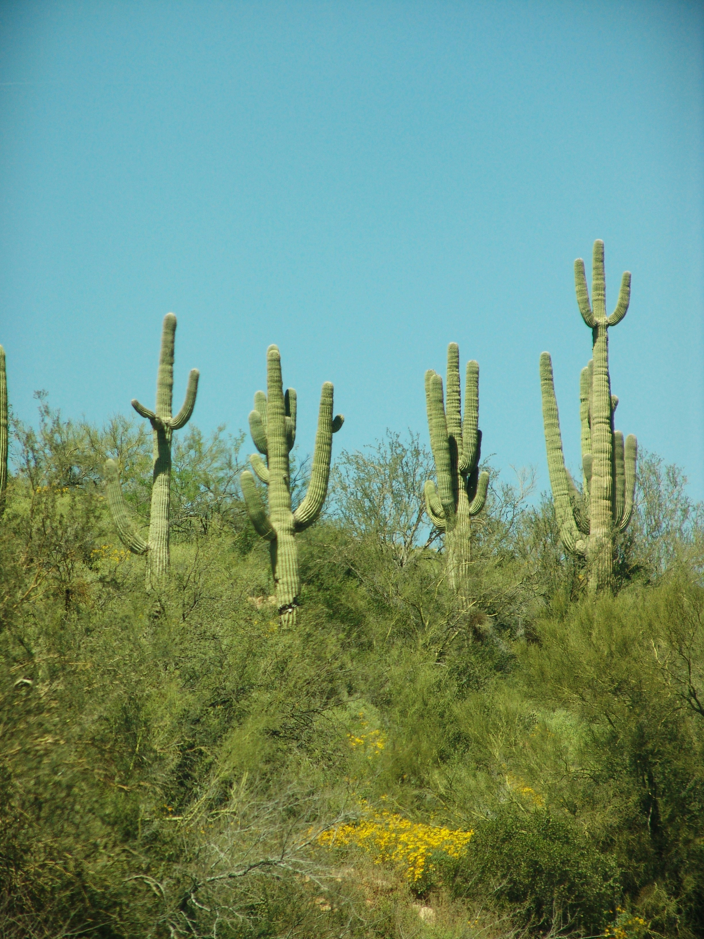 Size Matters: Scale and Desert Survival (image credits: unsplash)