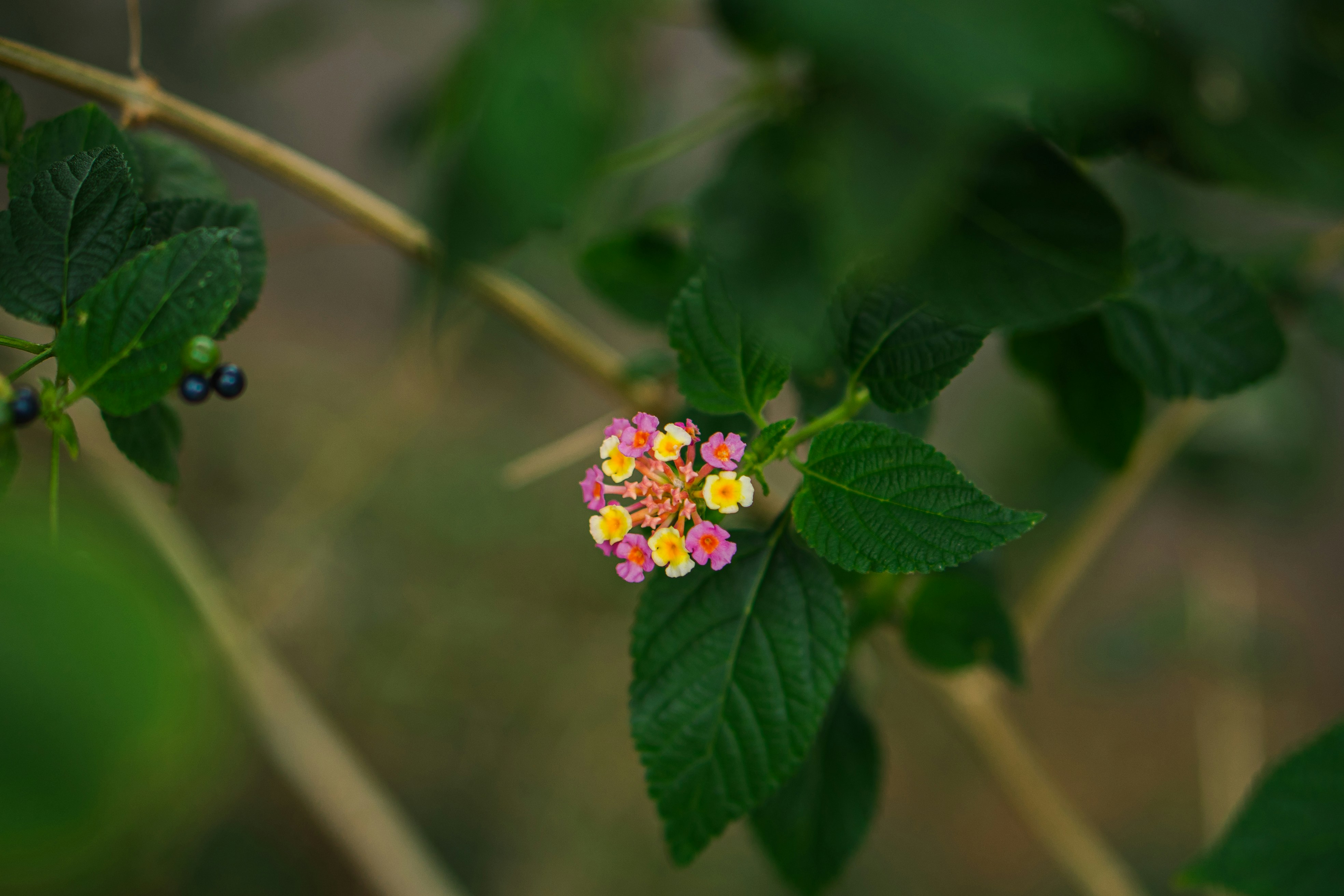 a close up of a flower