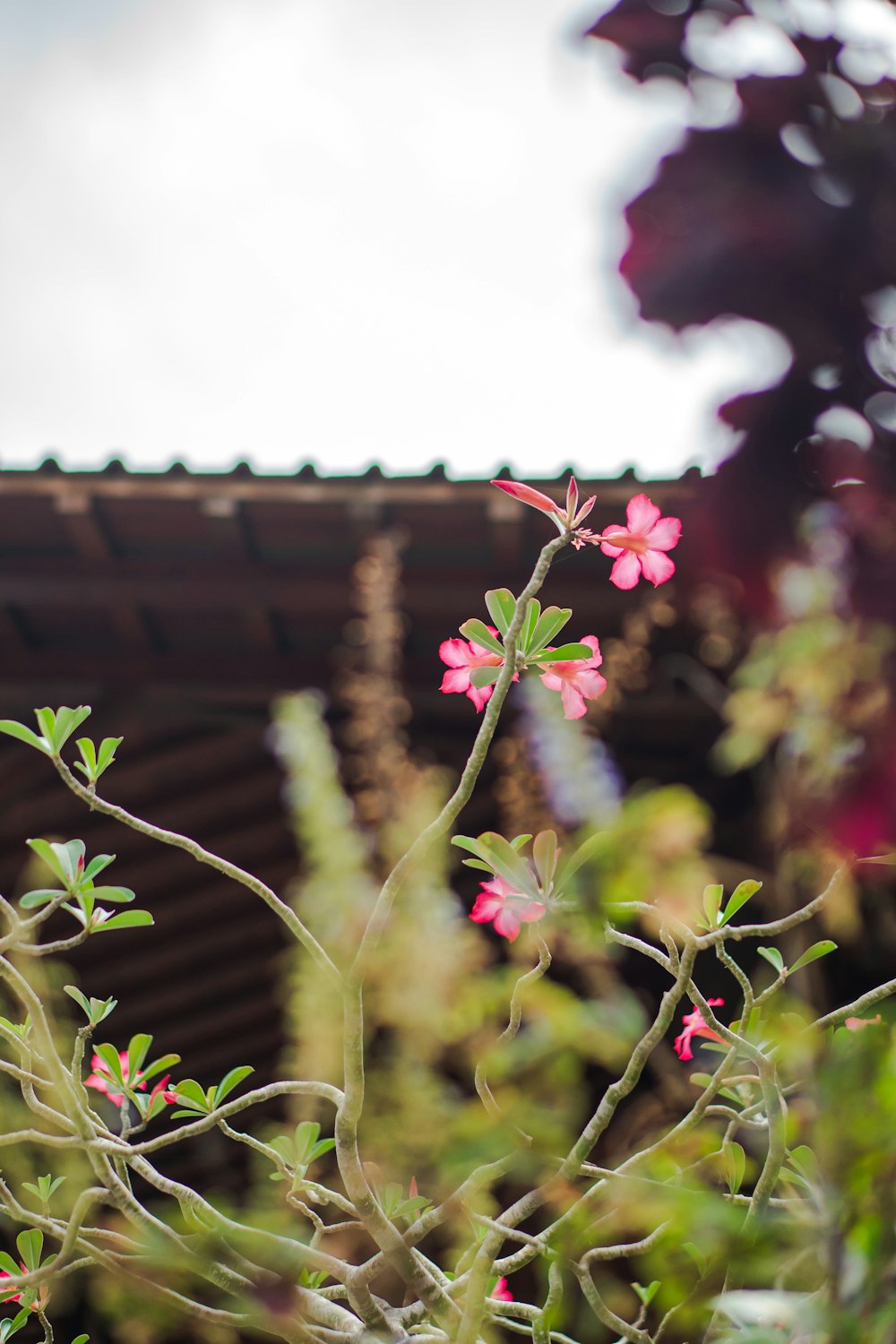 a close up of a plant