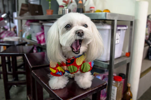 Dog wearing scarf
