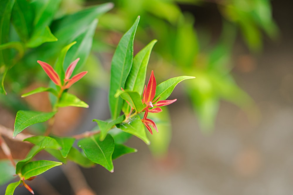 a close up of a plant