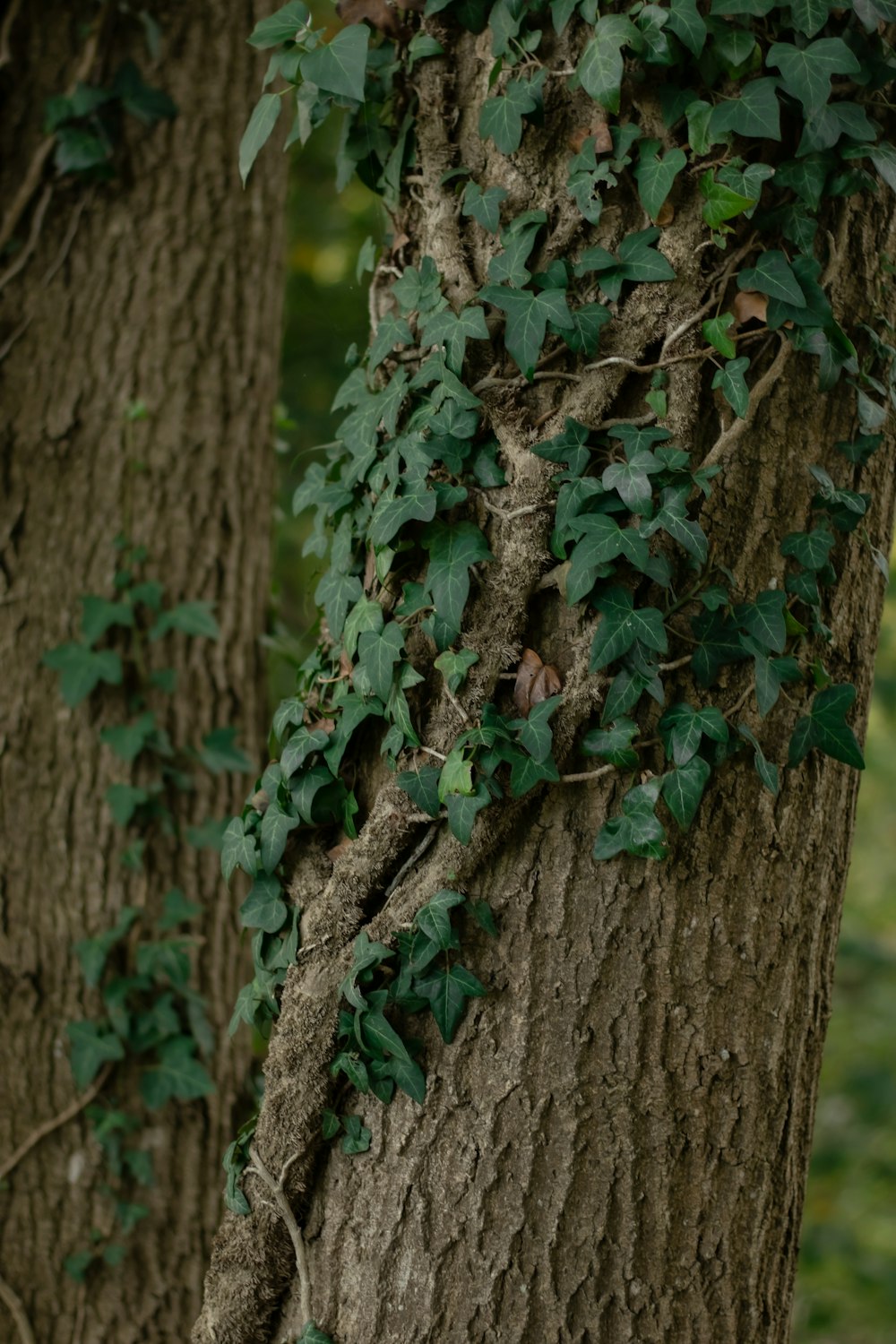 a close up of a tree trunk