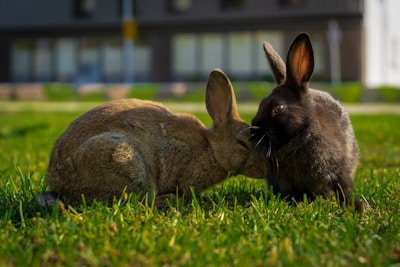Two playful rabbits gently touching noses on a soft patch of grass.