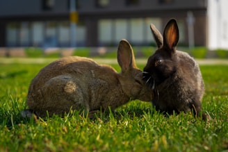 Two playful rabbits gently touching noses on a soft patch of grass.