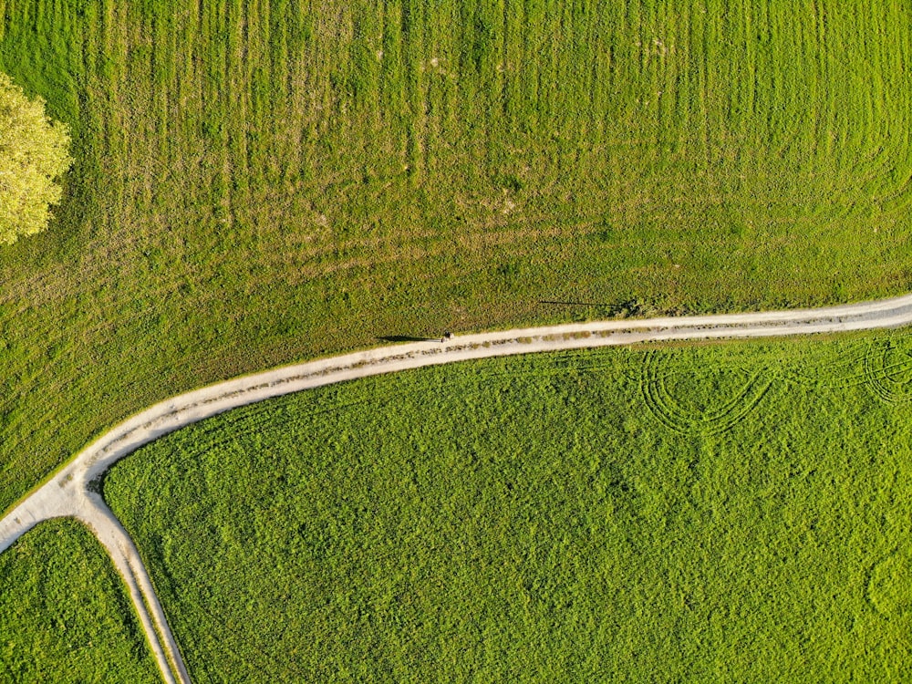 Un primer plano de un campo verde