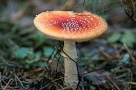 A brightly colored mushroom with a red and orange cap speckled with white spots, resting on a thick white stem. The mushroom is surrounded by natural forest floor elements, including green leaves, twigs, and pine needles, creating a lush and earthy background.