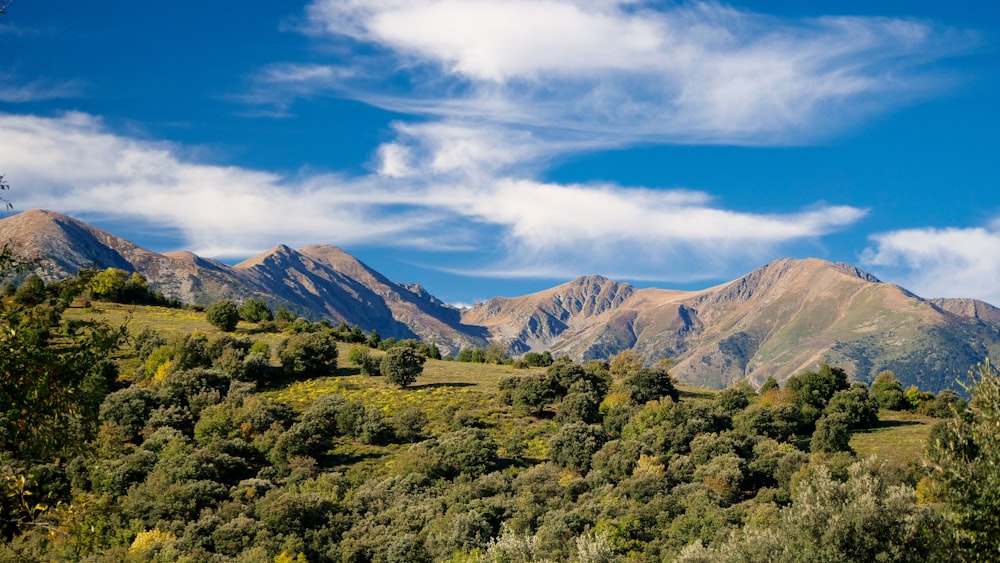 Un paisaje con árboles y montañas en la parte posterior