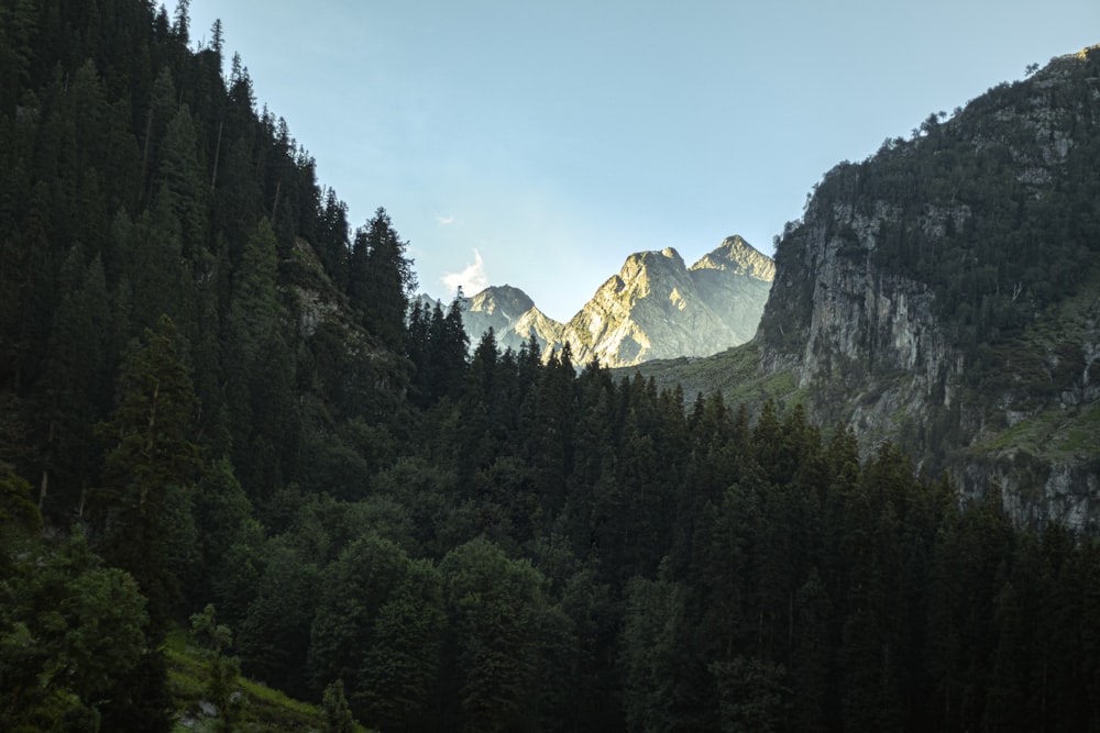 a mountain range with trees